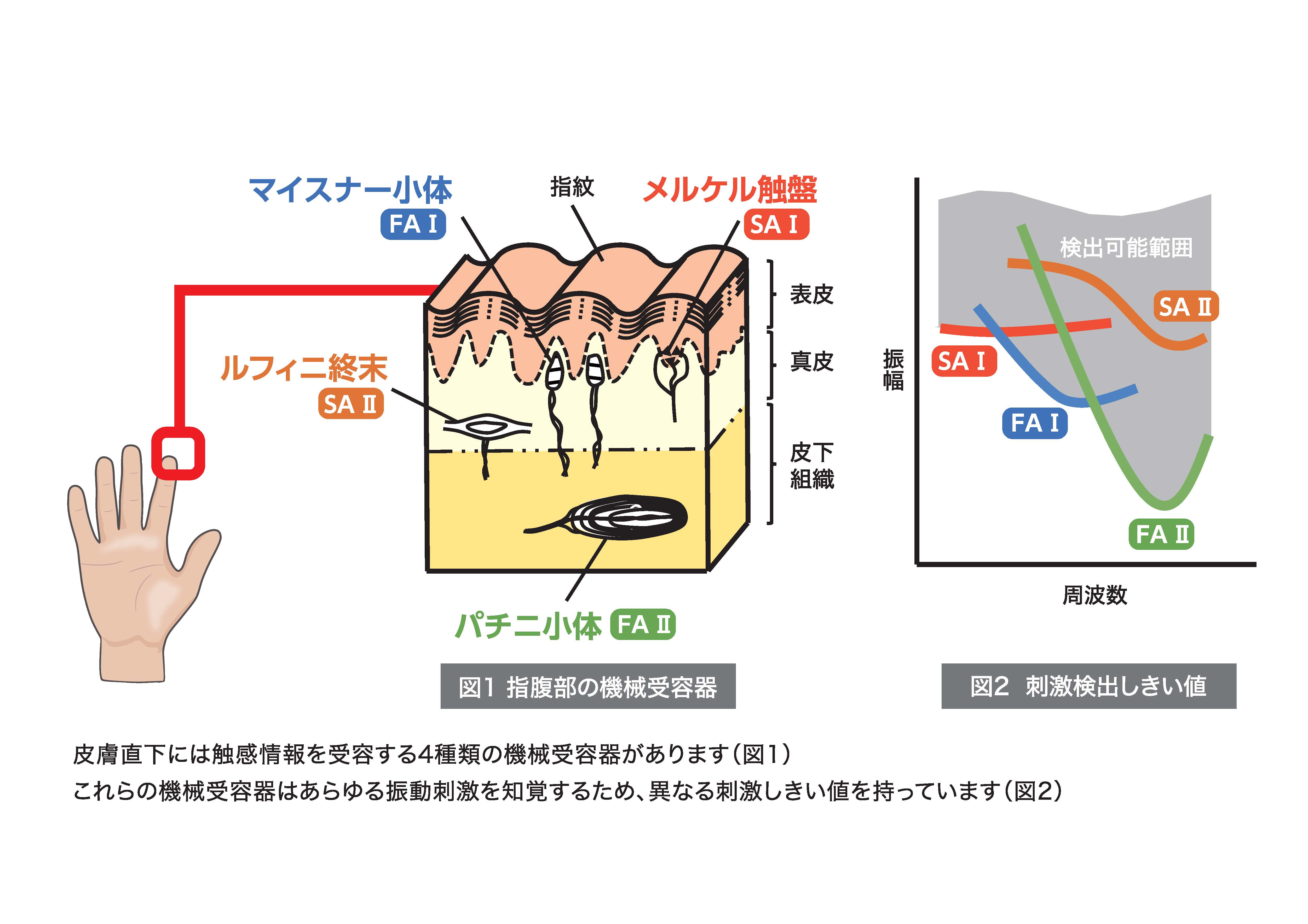 手の細胞、図